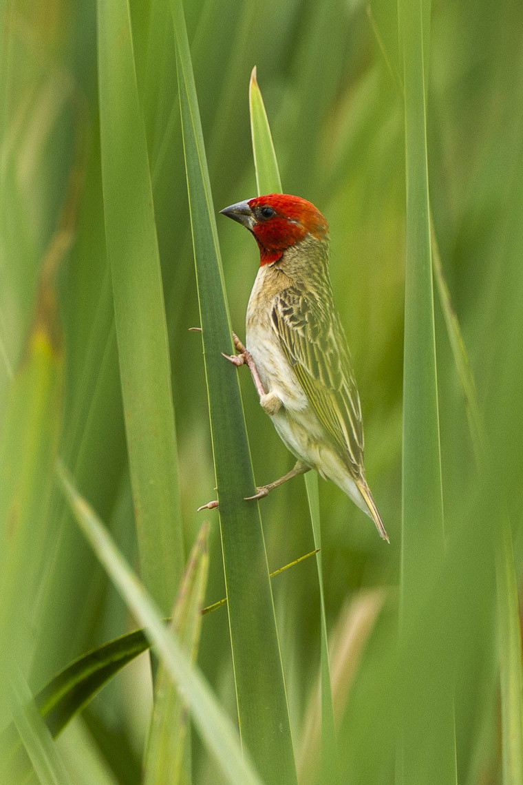 image Red-headed Quelea